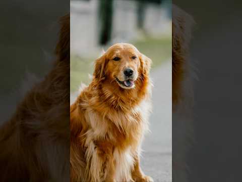 Slobbers of Love 😂 #goldenretriever #dogphotography #sonya7cii