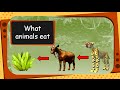 Animal Diets and Food Chains