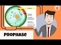Understanding Prophase in Mitosis