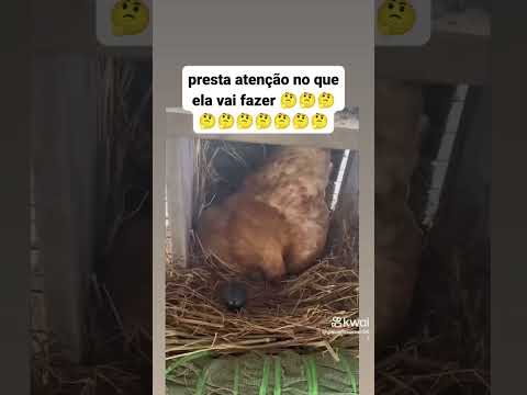 Ela sabe o falso e o verdadeiro 😄😂