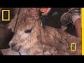 Hair Booms and Oil Spill Cleanup