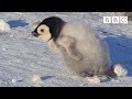 Chick's Journey to Confidence