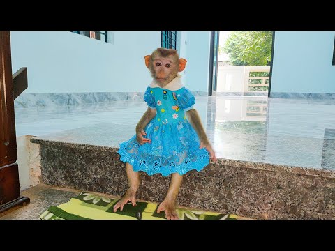 Monkey KaKa waiting for her Mom at the stairs looks so pitiful