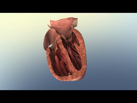 Overview of Heart Failure and Common Treatment Options