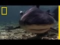 Bull Sharks and Their Habitats