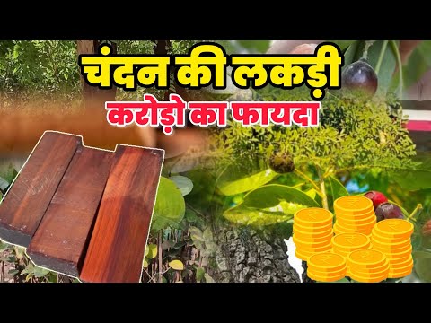 चंदन की खेती से लाखों का मुनाफा कमाने का आसान तरीका | Sandalwood tree | Chandan Ke ped