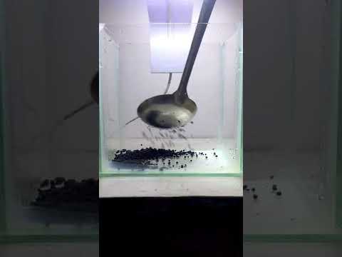 Hồ Thủy Sinh Cho Betta!!! #Short