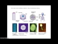 Understanding Viruses and Their Characteristics