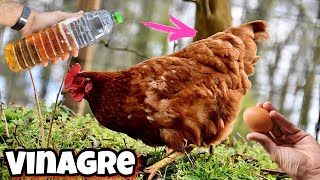 APLICA VINAGRE en el Agua de las GALLINAS o Aves de CORRAL y me Darás las gracias ! POLLOS