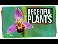 Plant Deception and Mimicry Strategies
