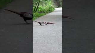 #фазан #animals