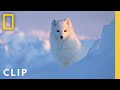 Arctic Fox Behavior and Challenges