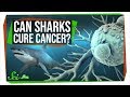 Sharks and Cancer Myths