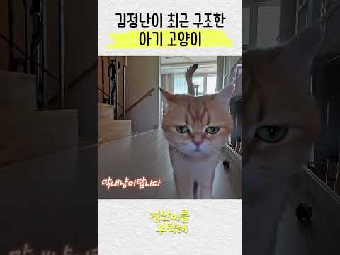 김정난 최근 구조한 아기 고양이