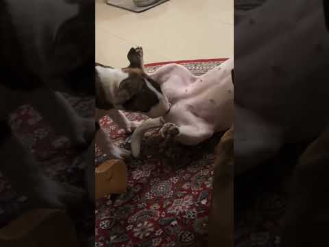 #like #shorts #youtubeshorts #viral #viralvideo #video #viralshorts #viralshort #dog #dogs #doglife