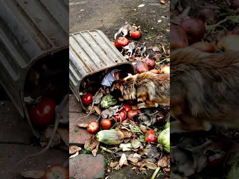 Incredible Dog Rescues Baby from Trash โ Unbelievable Act of Kindness! #BabySaved #RescueDog