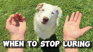 WHEN to STOP luring