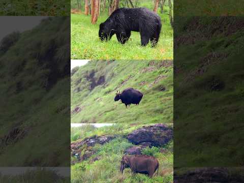 കാട്ടിൽ പേടിക്കേണ്ട മൃഗങ്ങൾ | Periyar Tiger Reserve | #shorts