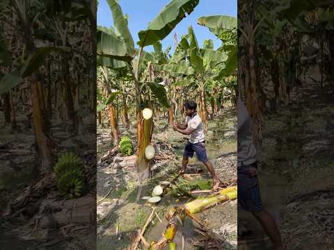 Funny banana tree cutting skill...😱 #keeploving #satisfying #easyfarming #fishingequipment #farmin