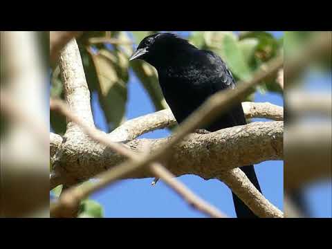 Canto do Pássaro Preto