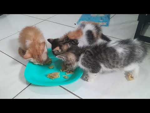 Menu Sarapan Pagi Telur Dadar ke empat anak kucing pada Lahap