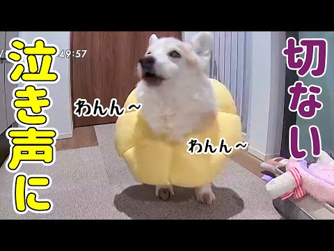 認知症のサプリを試して10日が経ちました【シニア犬の夜泣き】