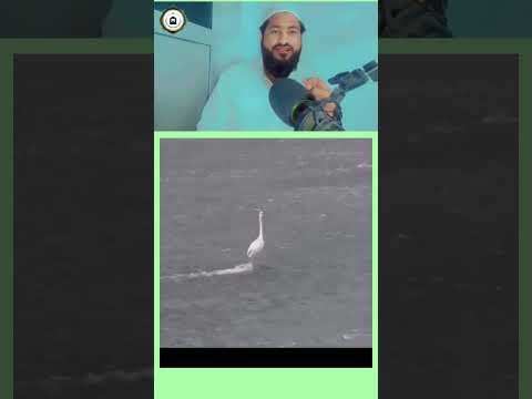 क्या आपको भी यही लगा ? ✅ #IslamicReels #ReactionVideos #IslamicContent #dealy_routine #content