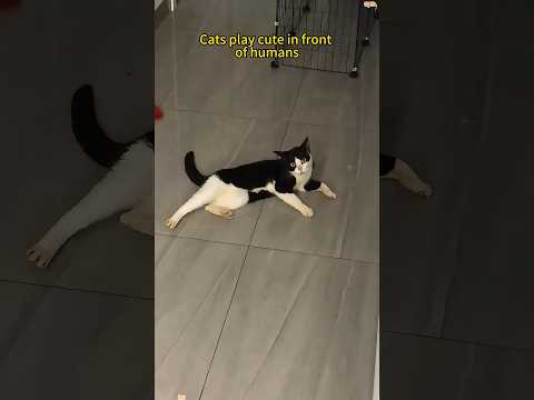 Cats can act cute in front of humans🤣❤️🐈 #funny #funnyanimal #cat #catlovers #catvideos #cats