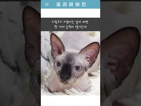 올리비아진 웃짤 213