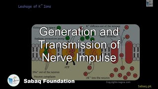 Generation and Transmission of Nerve Impulse
