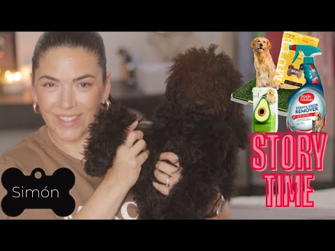 Sorytime + Haul de Simón el Labradoodle 