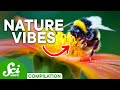Vibrations in Nature and Technology