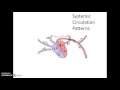 Circulatory System Functions and Structures