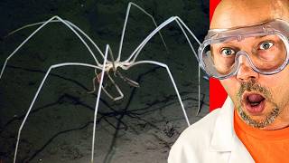 Something STRANGE Found in Deep Sea