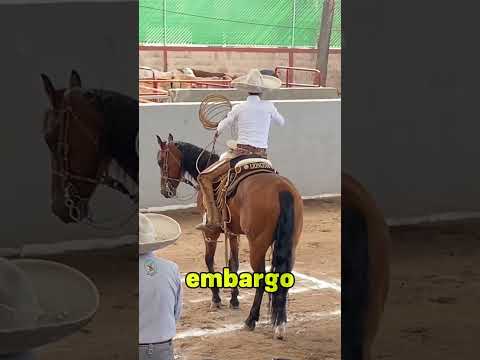 Jinete aprende Lección cuando atrapa un Caballo