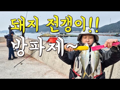 [다리tv] 한 겨울에도!!! 돼지 전갱이와 고등어가 올라오는 방파제!!! 학꽁치 기본!!!