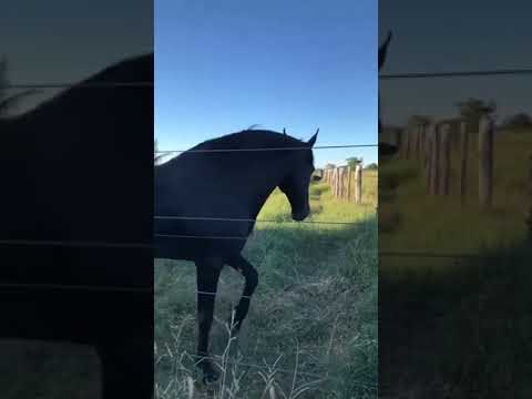 El Caballo Campolina   Belleza y Vesratilidade Brasilleña