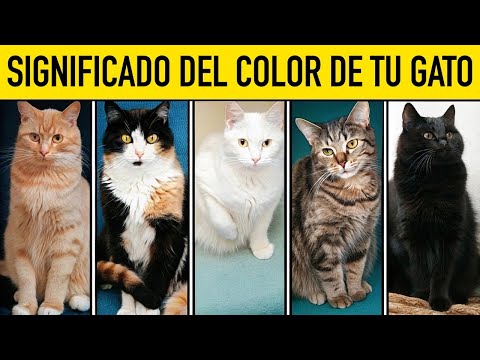 El Color de Tu Gato Revela Mucho Sobre Ti