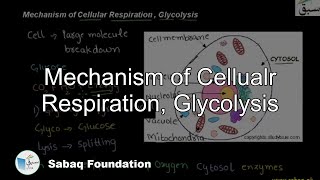 Mechanism of Respiration, Glycolysis
