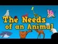 Understanding Animal Needs and Responsibilities