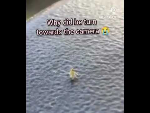 Cute lil guy #memes #meme #funny #bugs #dancing #chair #outside #like #subscribe