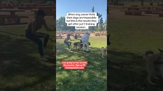 Dog Daddy Stops 2 Out Of Control Dogs.