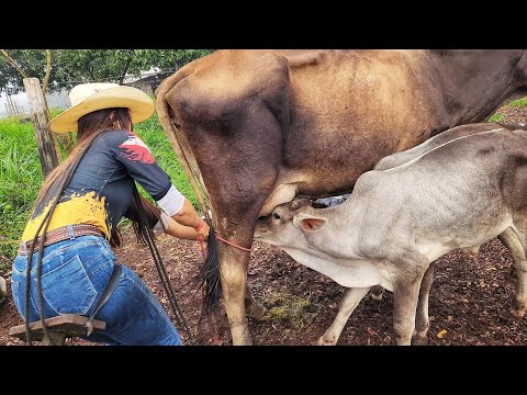 VAQUEIRA NA LIDA! Madrugamos para labuta - VLOG