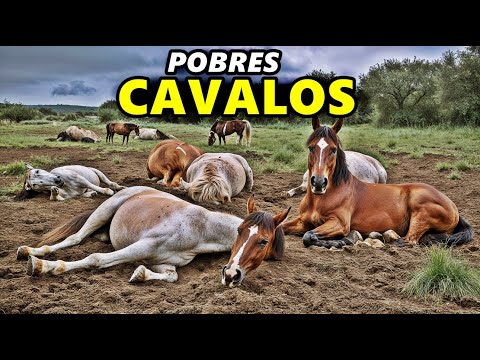 Mistério Macabro: Cavalos Mutilados em França !