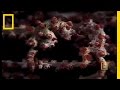 Pygmy Seahorse Facts and Trivia