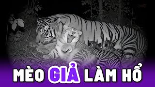 Khi Mèo giả làm Hổ con nhưng không ai phát hiện 😂