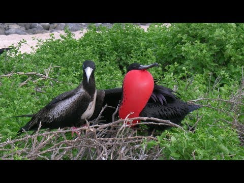 奇怪動物紀錄片 - 五個奇怪的動物求偶儀式，你相信愛情的三秒定律嗎？ - YouTube