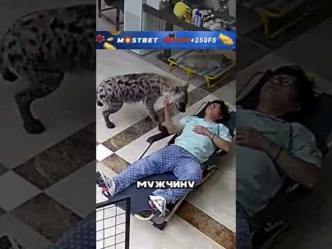 Гиена застала спящего врасплох 😱🔥🤭