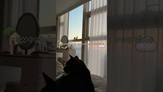 집순이 평일 오전 루틴, 도시락 싸고 일하는 🐰💭🖤