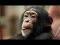 Phylogenetics and Species Relationships